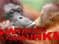 Orangutanica daje buziaka swojemu dziecku. To piękny gest z okazji światowego dnia pocałunku.