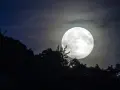 Jasna pełnia księżyca w listopadzie nad ciemnym lasem.