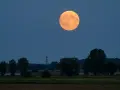 Pomarańczowa pelnia w sierpniu wschodzi nad drzewami i polem.
