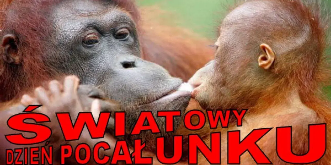 Orangutanica daje buziaka swojemu dziecku. To piękny gest z okazji światowego dnia pocałunku.