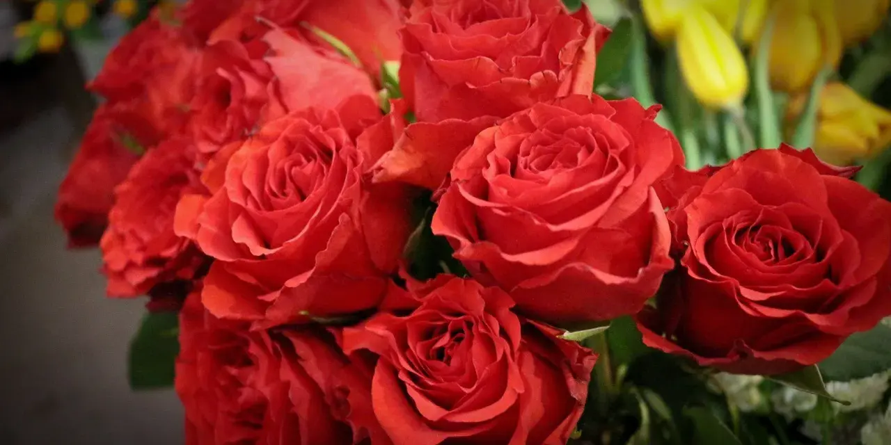 Piękne czerwone róże, idealne na imieniny Natalii. W tle żółte tulipany.