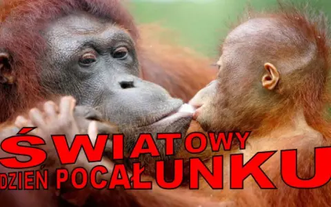 Orangutanica daje buziaka swojemu dziecku. To piękny gest z okazji światowego dnia pocałunku.