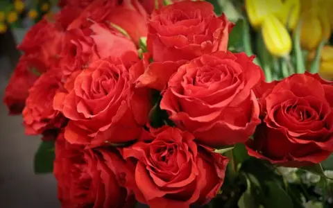 Piękne czerwone róże, idealne na imieniny Natalii. W tle żółte tulipany.