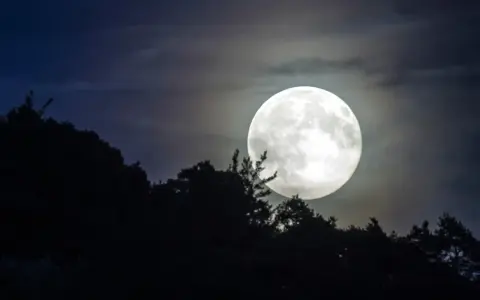 Jasna pełnia księżyca w listopadzie nad ciemnym lasem.
