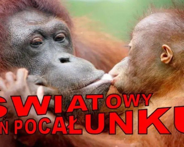 Orangutanica daje buziaka swojemu dziecku. To piękny gest z okazji światowego dnia pocałunku.