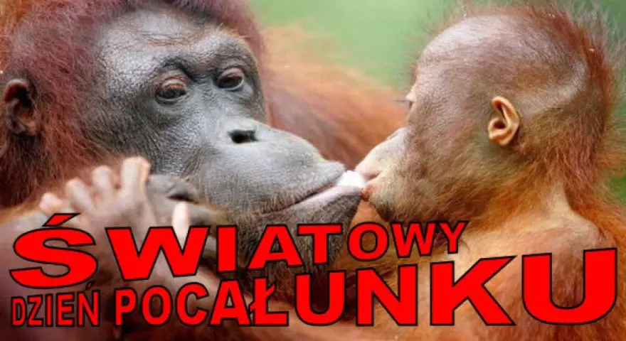 Orangutanica daje buziaka swojemu dziecku. To piękny gest z okazji światowego dnia pocałunku.